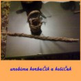 /album/postup-na-zajaca/postup-zajac15-jpg/